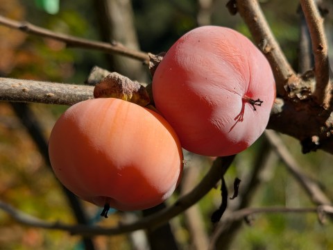 American Persimmon
